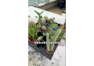 (圖)😂 **事實證明——梅姐很懂盆栽，但真的不太懂卡通人物！** 今天梅姐來介紹超療癒小物 🌵💚 就是莊敬夏天很常開團、**好種又好照顧的多肉盆栽！**